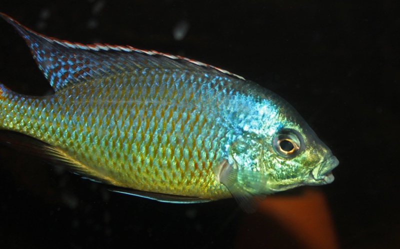 Protomelas virgatus 'Namalenje Island'